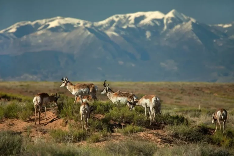 Pronghorn Roaming in Henry Mountain Foothills During the Summer